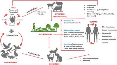 Coxiella burnetii in ticks, livestock, pets and wildlife: A mini-review